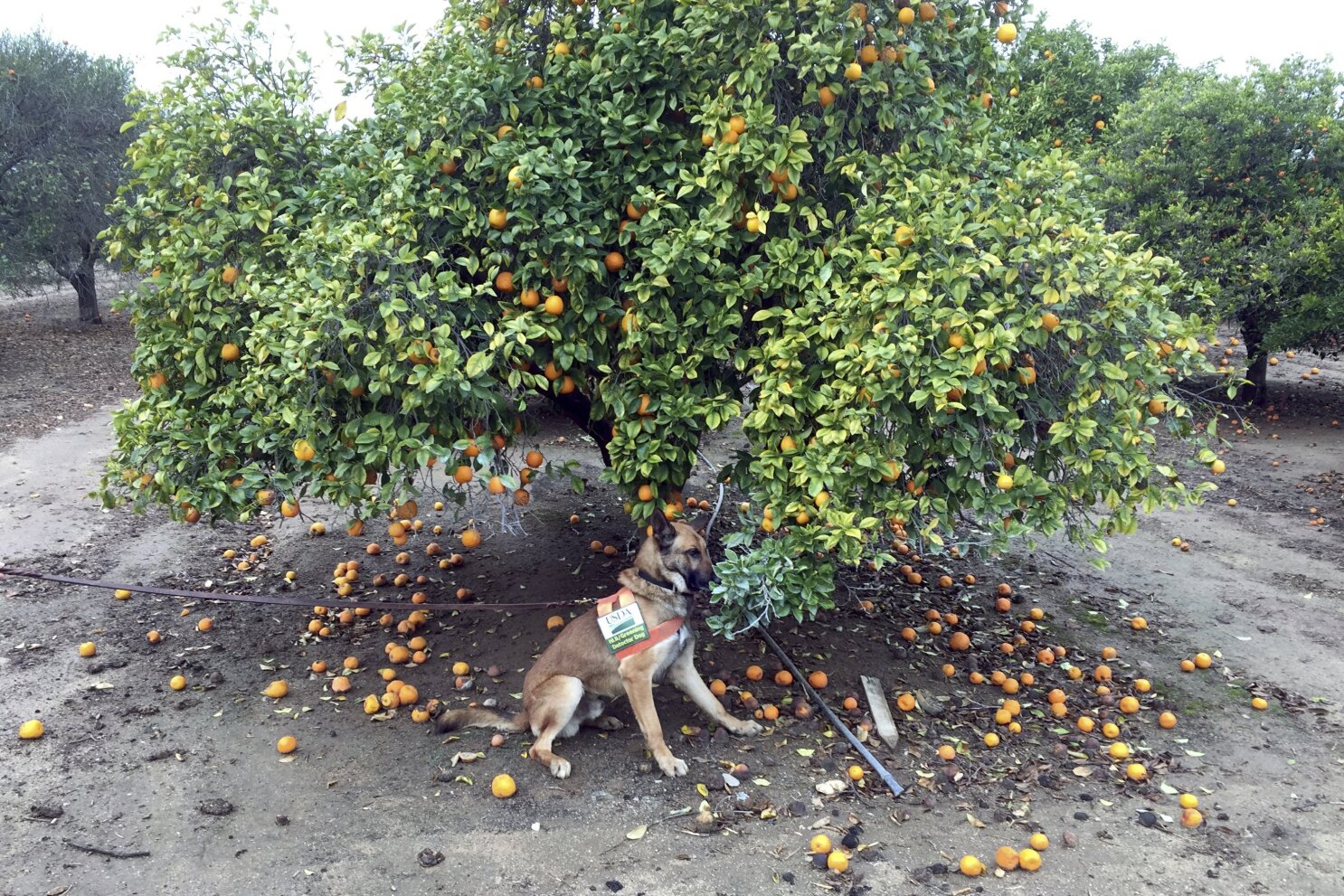 Are citrus trees store poisonous to dogs